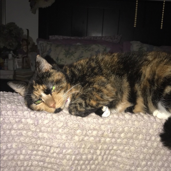 Meet your Posher, Lily - Picture 4 of 4